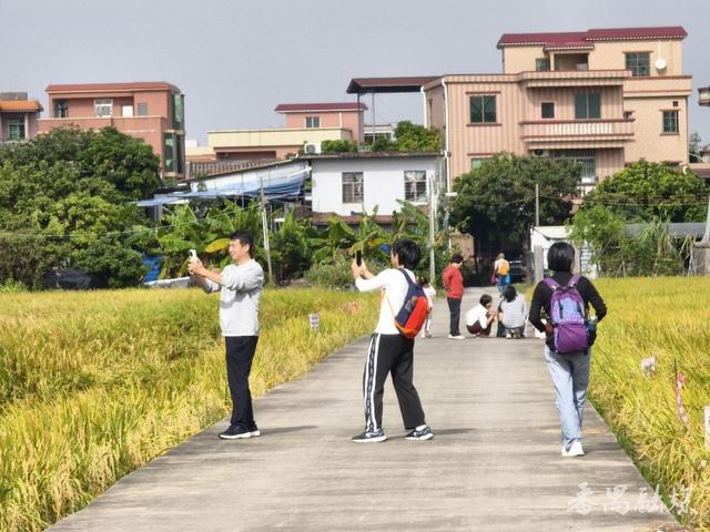 番禺区这片稻田变身网红打卡地，地铁直达“金色浪漫”游客纷至沓来