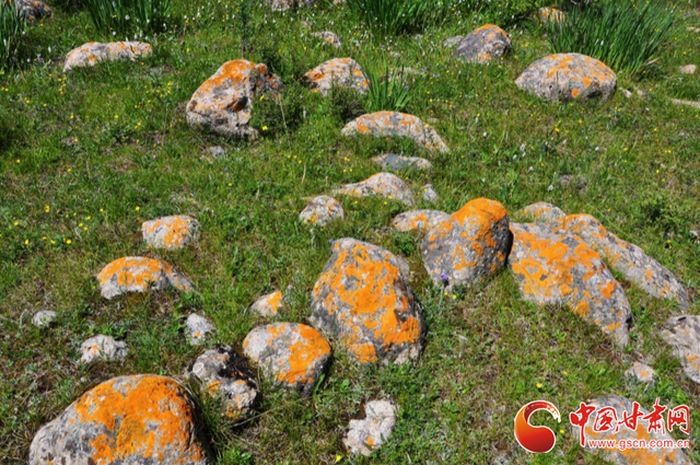 祁连山冰沟河景区荣膺 2025年度甘肃文旅新地标·网红打卡优选地