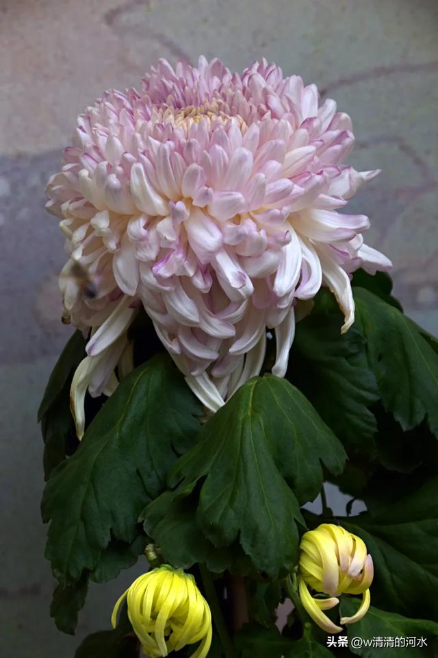 菊花是秋天里绝美的画卷