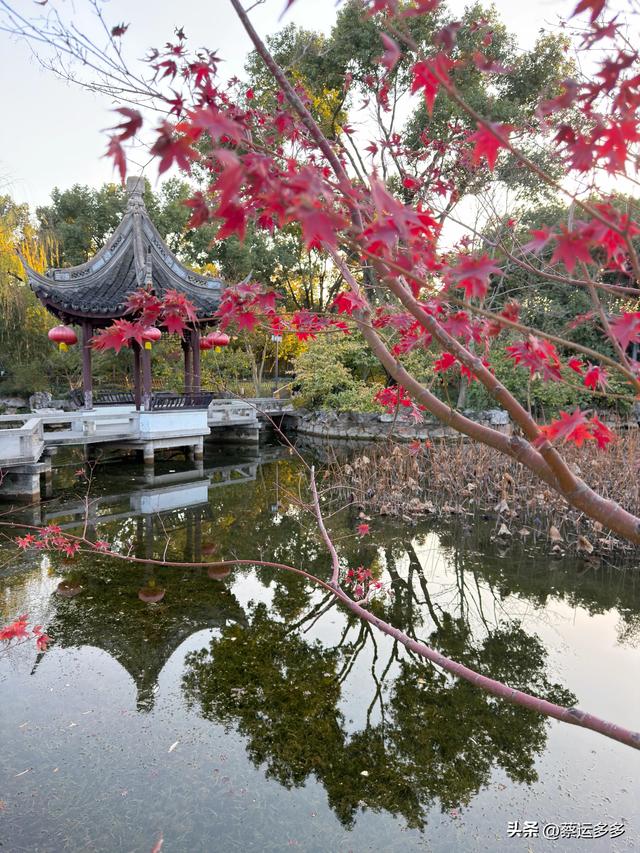 沪上园林古猗园已达颜值巅峰