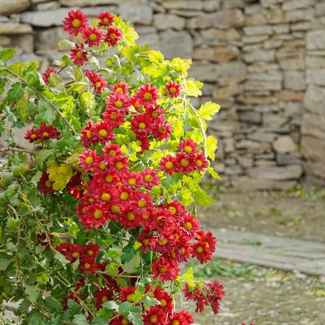 石巷、落日、采摘，济南这座古村一年四季都在“慢生活”