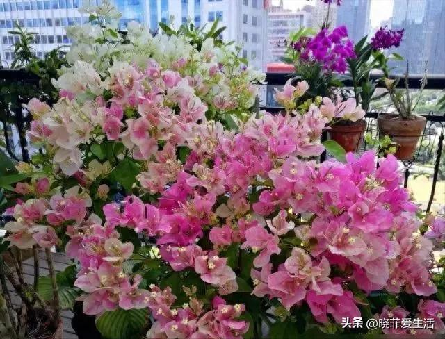 昆明一户人家门口，开出了5层楼的“花瀑”，太美，太壮观了~