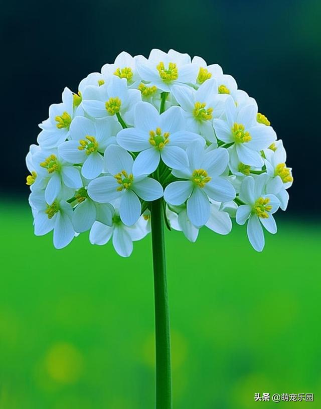 每片叶子诉说故事，走进自然怀抱，治愈疲惫灵魂的天然氧吧