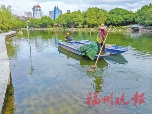 “水下森林”铺翠 西湖碧波流芳