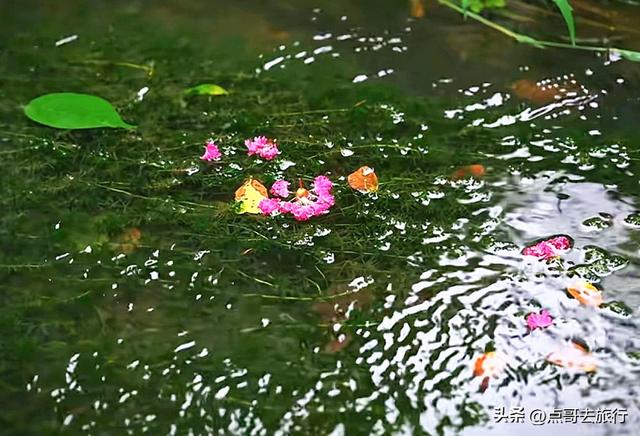 成都冷门紫薇花公园，满园紫粉超美，不要门票，公交车直达！