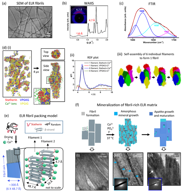 革命性牙釉质再生技术：从实验室到临床的突破