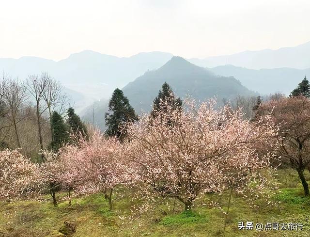 成都惊现6000亩梅林，花开成海超级壮观，免费，不要门票！