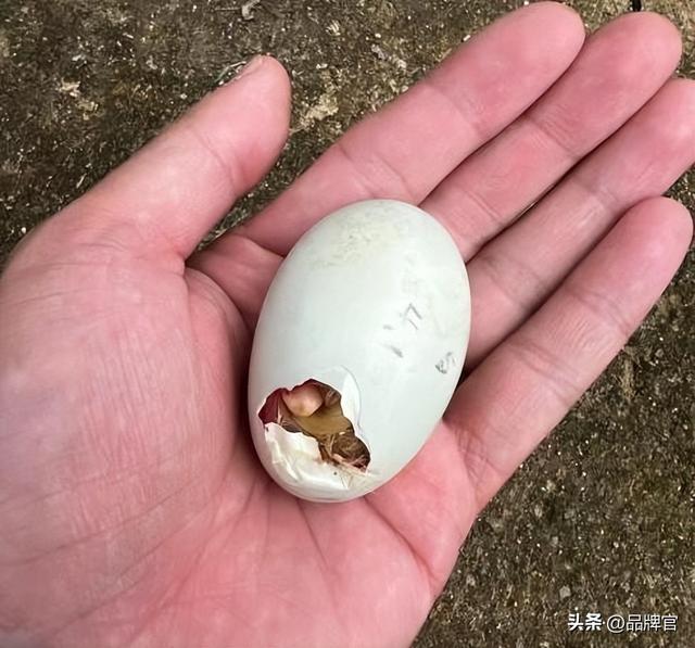“鸭中爱马仕”跌落神坛，从上万一只到300元甩卖无人在意！