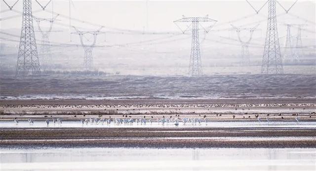 【白银文旅】冬日初雪映古城 野生鸟类沐暖阳 ——景泰冬日生态画卷徐徐铺展