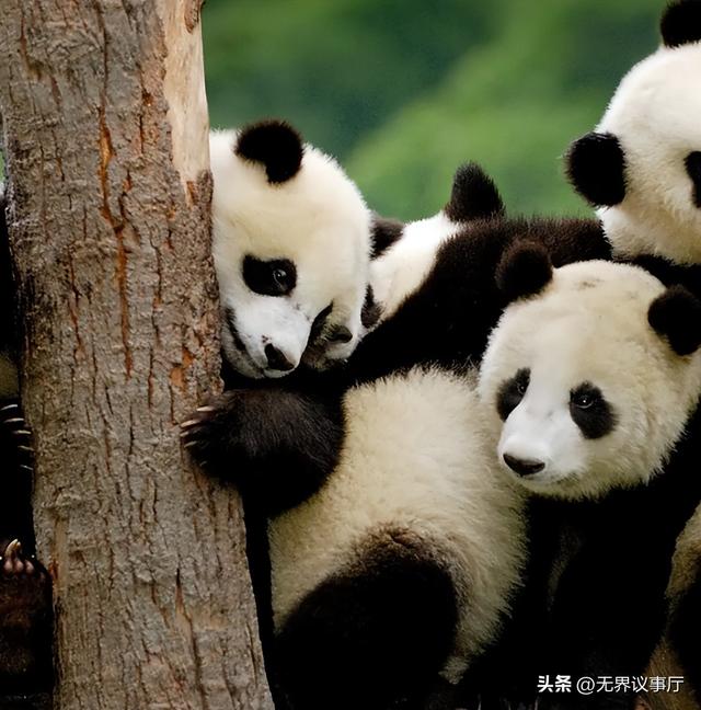 熊猫 “口粮” 告急！逐笋而居到震后修复，中国熊猫科研人员上大分
