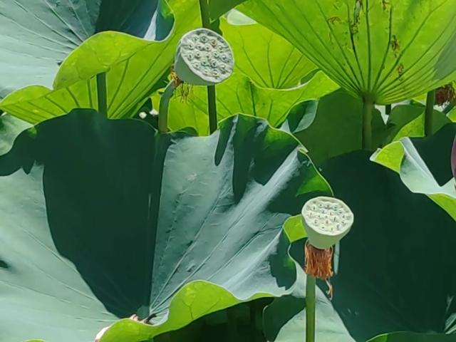 北方人在立秋前追荷！凌晨3点的露水莲子有多绝？