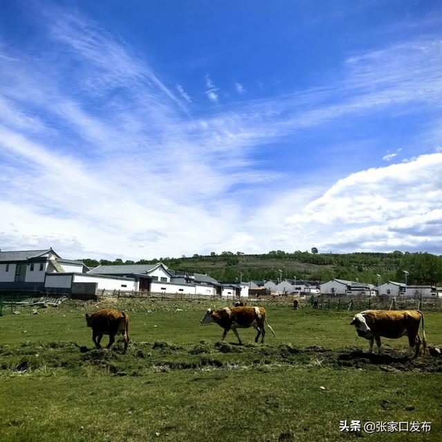 幽静而居，“21℃的张家口”在民宿里凝华