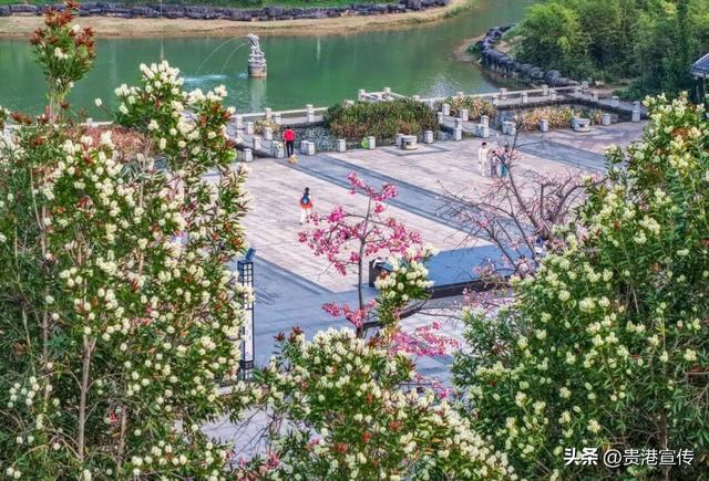 速收藏！贵港十二月赏花地图出炉，这些绝美机位拍出氛围感大片