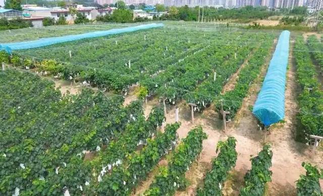 全省推介！杨凌金秋采摘休闲游入选
