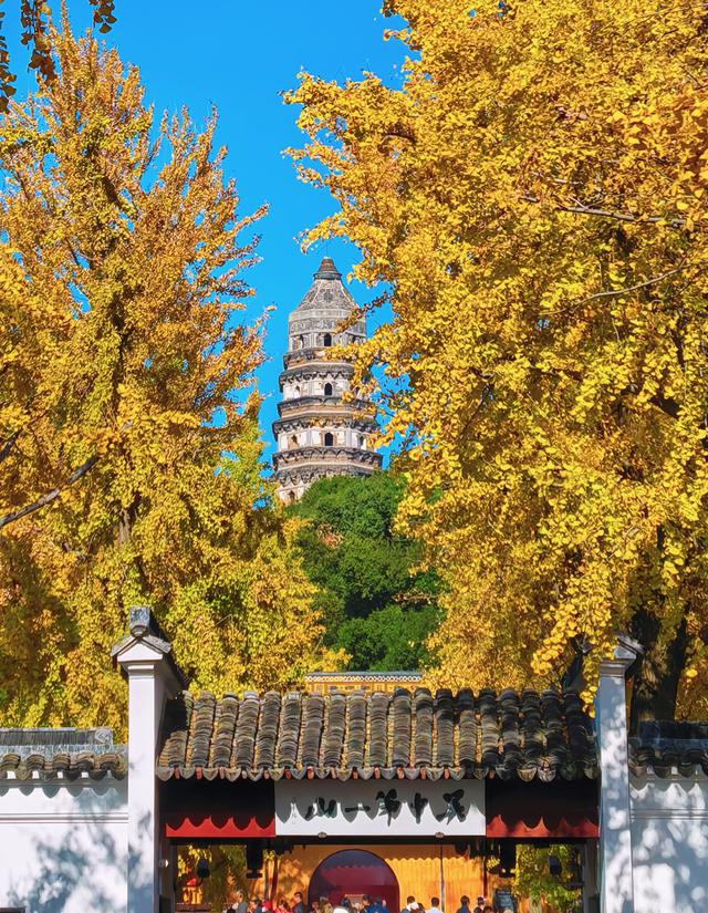 银杏鎏金，满城秋意关不住