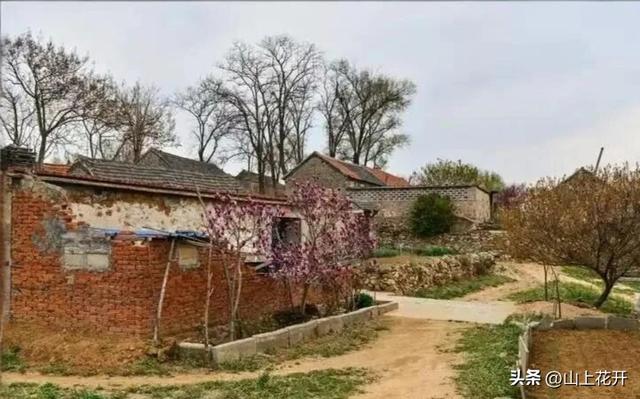 漂亮的五婶（174）五婶心里很感激马三