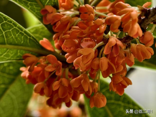 桂香漫城：桂林的秋日私语