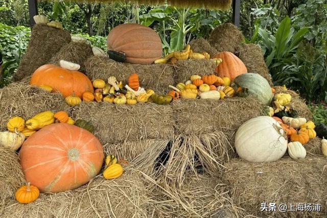 近百个街头市集，周末上复兴岛一站式“吃喝玩乐”