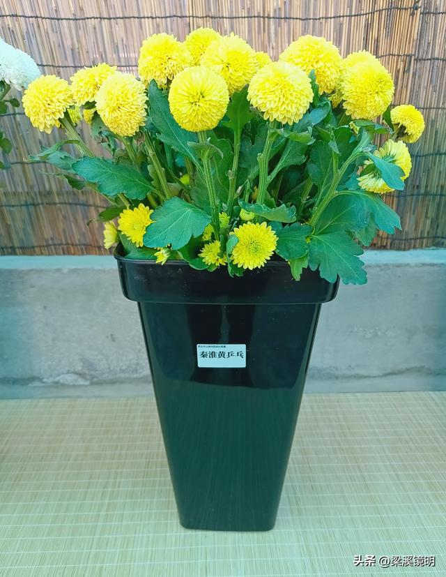 “中山秋韵，菊映盛世”，赏菊南京中山植物园（上）