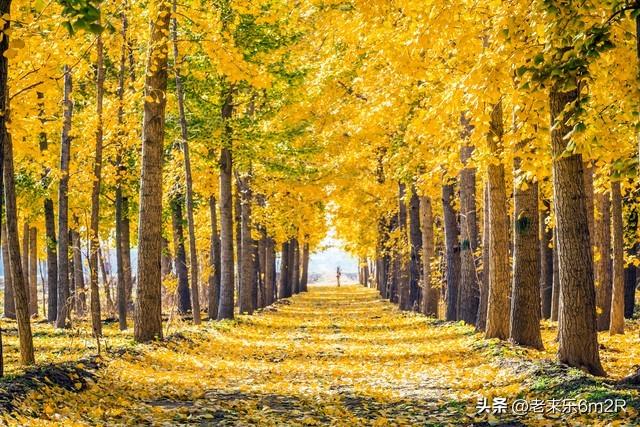 七绝 初冬游莞市公园