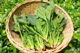 买菠菜，切记要分清“圆叶”和“尖叶”差别很大，买错涩口不甜爽图片