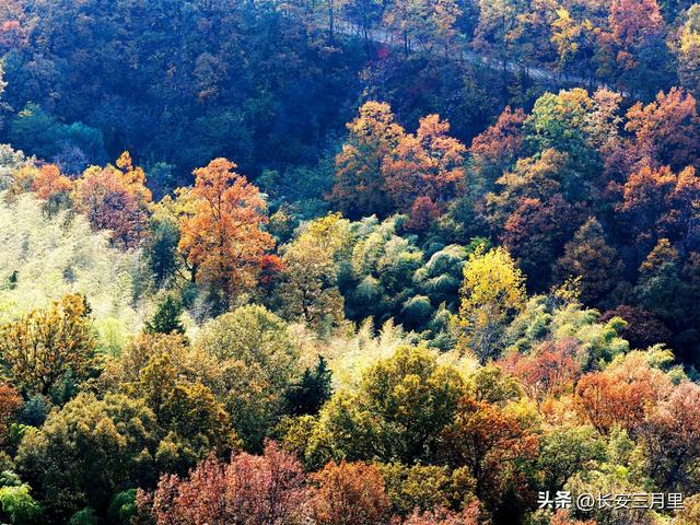 楼观台的古树和故事