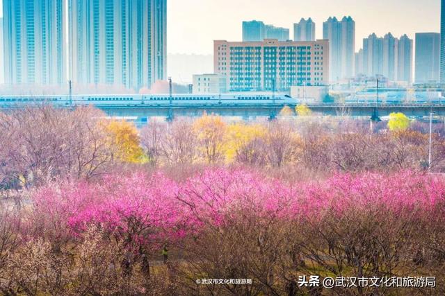 10万株！粉色花海开爆武汉，免费打卡
