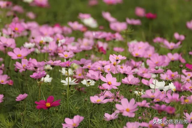 贵港这片格桑花海盛放,超出片!