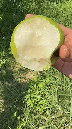 熟了熟了🤤鄂州又有好果子吃