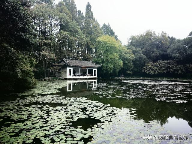 杭州植物园的菊花展——一场关于菊花的饕餮盛宴（一）