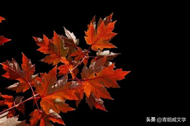 晚秋（随笔）