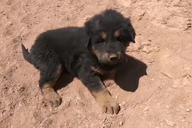 男子西藏自驾游，发现了一只小藏獒，没想到却被小家伙赖上了图片