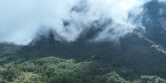 岁月守绿 “森森”不息——探秘甘肃小陇山国家级自然保护区