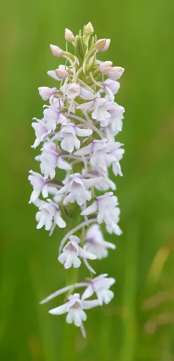 1株就犯法！四川女游客采一把“手参”，被阻拦后说很多人都在摘