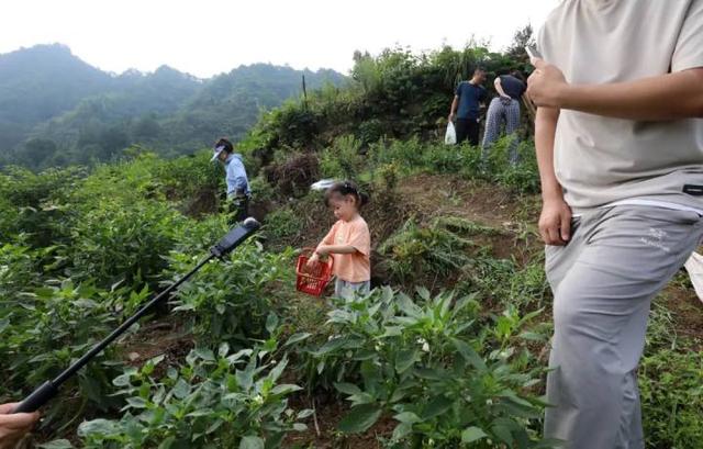 “山村收菜计划”再升级！杭城一批亲子家庭上周末驱车200公里赶到这个海拔600多米的小山村……