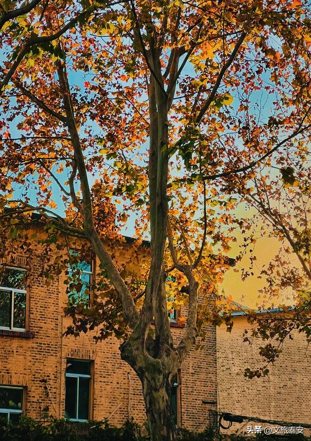 Citywalk街拍点+1!解锁泰安过冬究极浪漫,这条路也许离你不远~