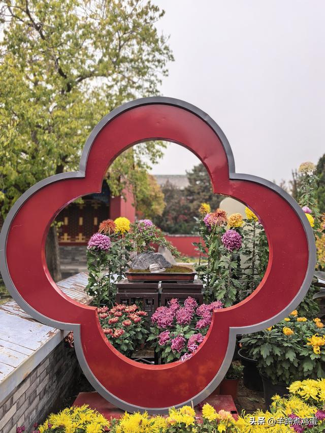 秋风独宠一园菊，晚来香艳出樊篱——北京北海公园2025年菊花展