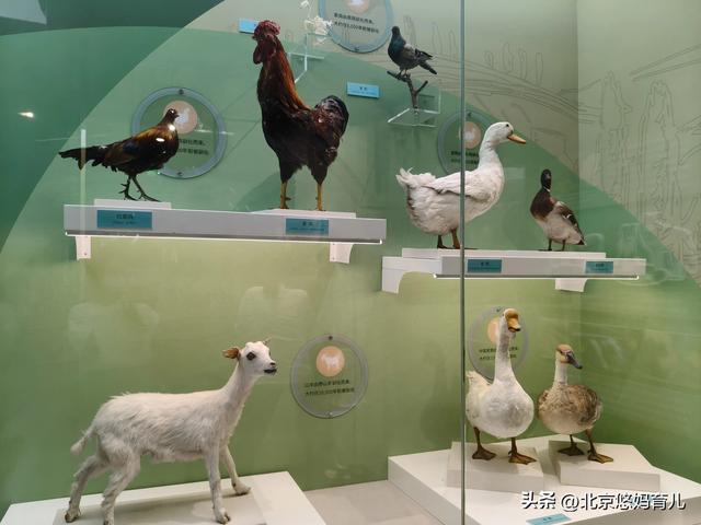 第一次去国家自然博物馆，水族馆和恐龙乐园是8岁孩子的最爱
