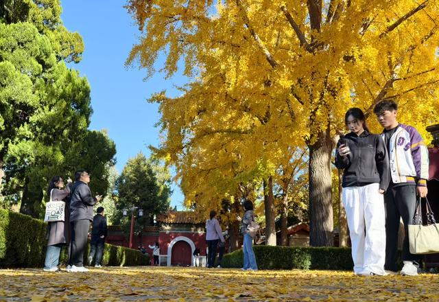 彩叶映红墙；景山公园迎来绚烂的最佳观赏期