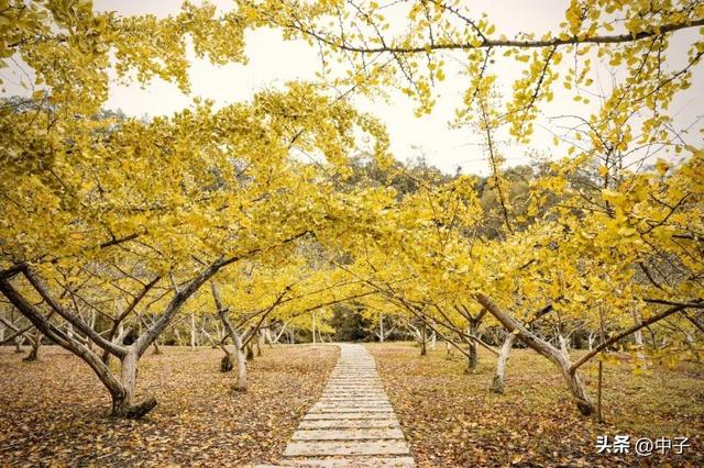 广东秋天封神！700亩银杏美哭了！