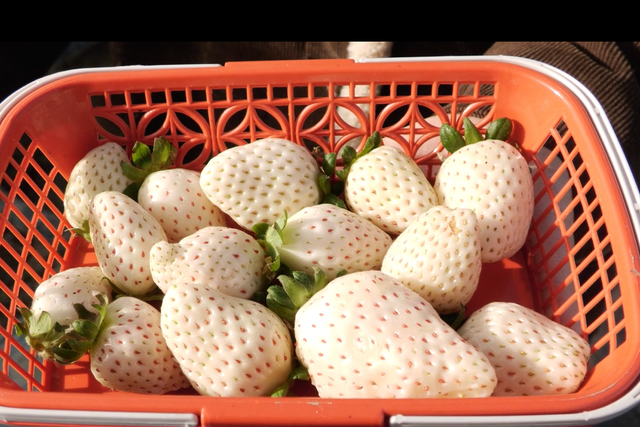 周末去哪？在安陆，实现“草莓自由”！