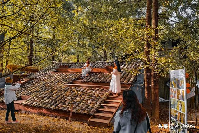 千年银杏染醉腾冲秋——走进“中国银杏第一村”