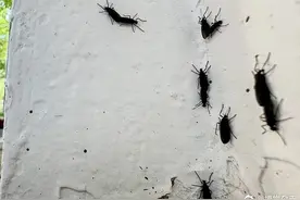 热搜第一！韩国首尔“爱情虫”再度大爆发，2022年曾首次出现图片