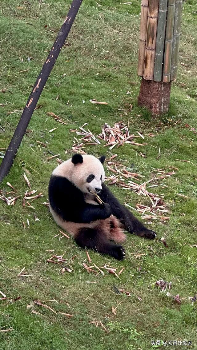 成都不愧是熊猫基地！大熊猫真的太可爱了