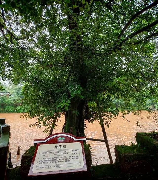 老兵军嫂游柳江：曾家园里看古树，烟雨河畔话当年