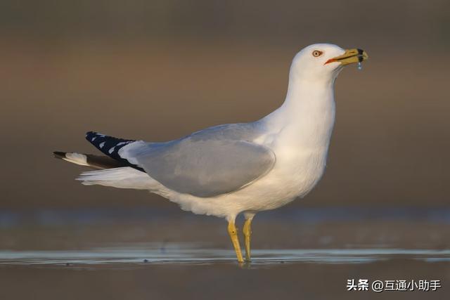 尼康500mm f/5.6E PF镜头评测：轻量化设计与卓越的超远摄镜头