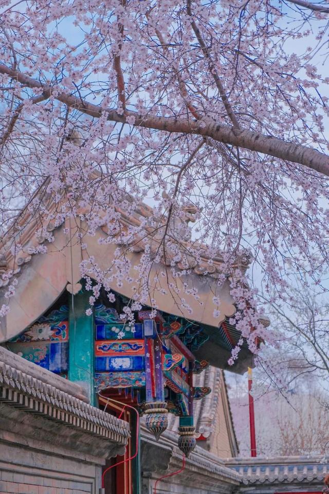 就在明天！公主府博物馆“桃映红楼”华服日正式开启，超多活动等你来玩