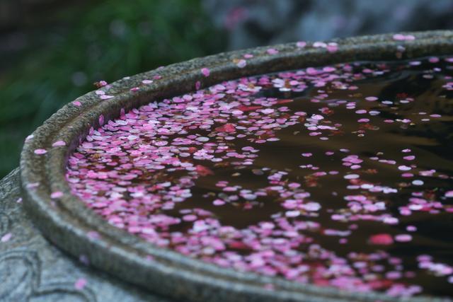 大年初十，春雨中，铁佛寺。一场六瓣梅的告别，看哭了所有人