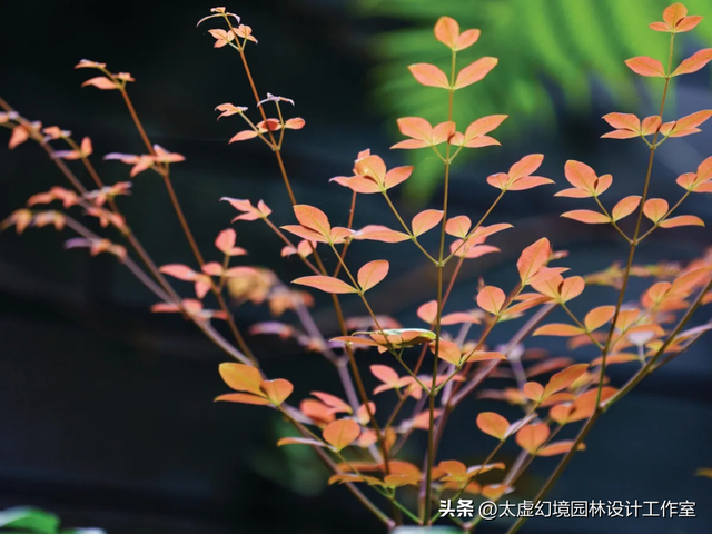 “最惨”后院：终年不见光，却被设计师爆改成“热带雨林”