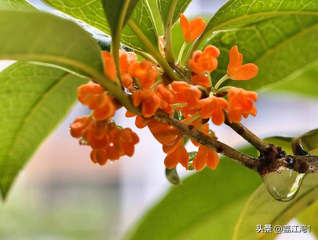 桂香漫城：桂林的秋日私语